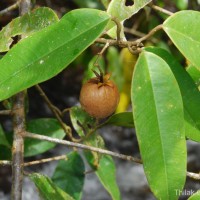 Stemonoporus gracilis Kosterm.